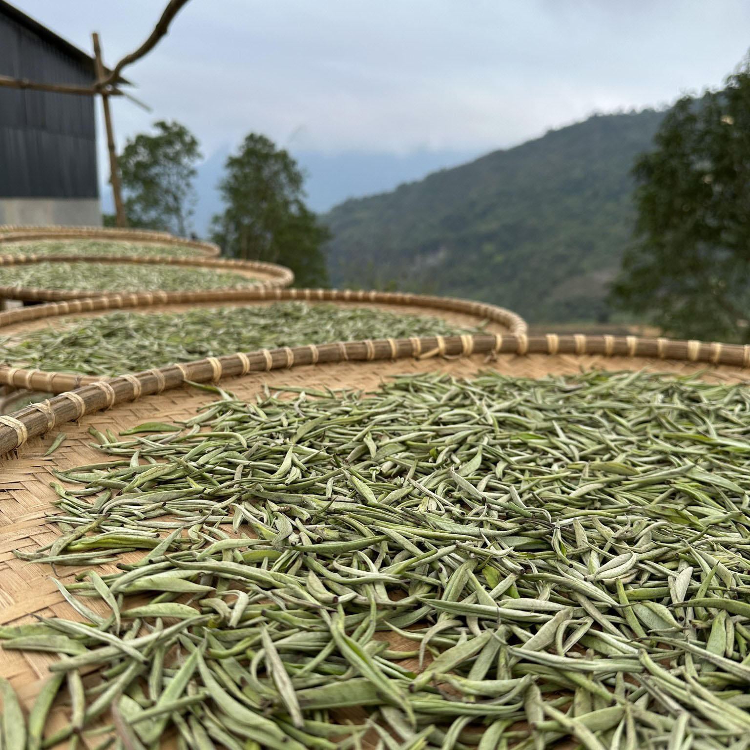 tra-shan-tuyet-co-thu-6